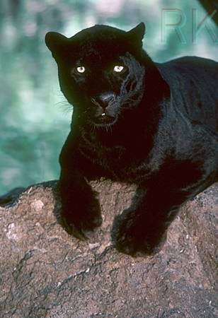Blackpanther - 65.jpg
